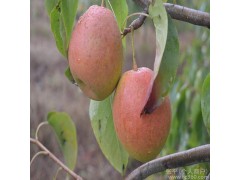 全国供应 会理县 有机健康 香园梨 大凉山特色水果 中华蜜梨 果中之王欢迎在线洽谈