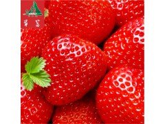 全国供应 四川凉山特产 新鲜现摘草莓 特级水果 鲜美多汁 大凉山水果欢迎洽谈!
