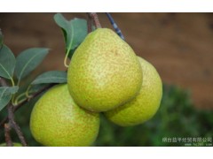 供应慧聪优质供应商烟台益平纯天然无公害 烟台水果