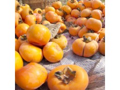 富光果业有限公司 专业种植各种水果 果树销售 莲花盖柿子